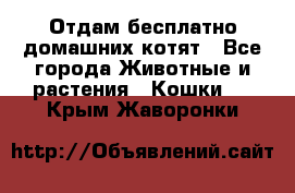 Отдам бесплатно домашних котят - Все города Животные и растения » Кошки   . Крым,Жаворонки